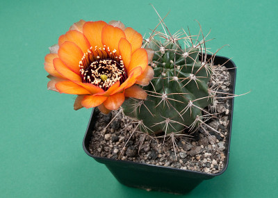 Multicoloroued仙人掌开花