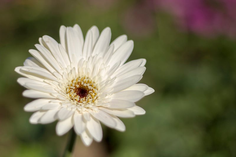 非洲菊开花