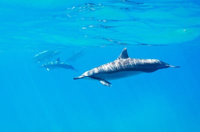 海豚在水下游泳