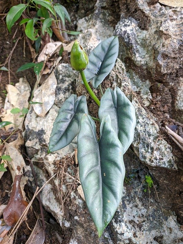 加里曼丹热带特有的倒挂海芋