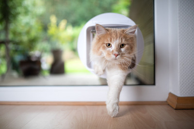 猫皮瓣
