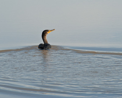 Double-Crested Cormorant Swimming in a Pond