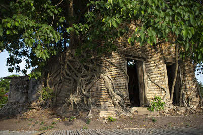 古金佛在教堂，古寺是佛塔寺，有200年的历史，外面覆盖着榕树根
