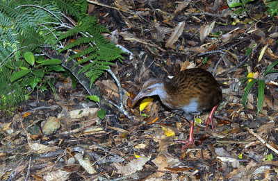 Weka(加利拉尔斯澳大利亚人)