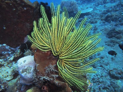 海百合