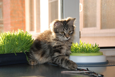 猫，毛茸茸的可爱宠物。