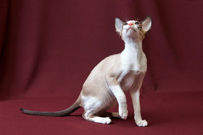 猫在讲台上