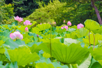 莲花