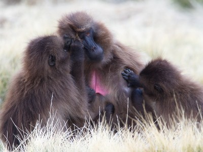埃塞俄比亚塞米恩山脉，杰拉达猴(Theropithecus Gelada)一家在一起梳理毛发。