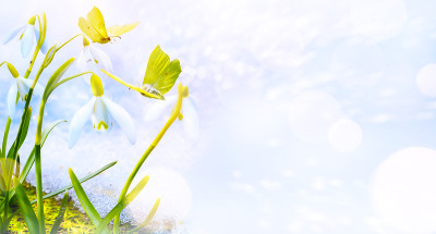 春天的花的背景。雪莲花和蝴蝶