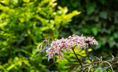黑sambuus(黑sambuus nigra)白花盛开。微距娇嫩的花簇在深绿色的背景在春天的花园。