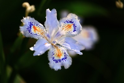蝴蝶花