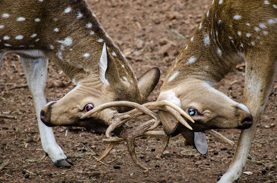 Deer_Horns_Locked