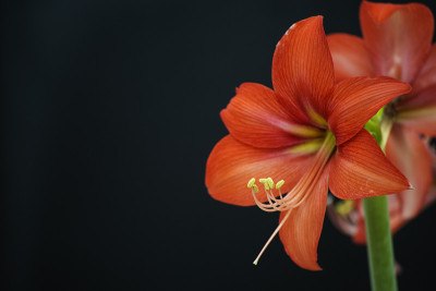 百合longiflorum花