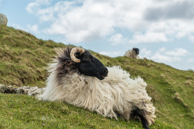 Cute sheep on the hills of Achill Island