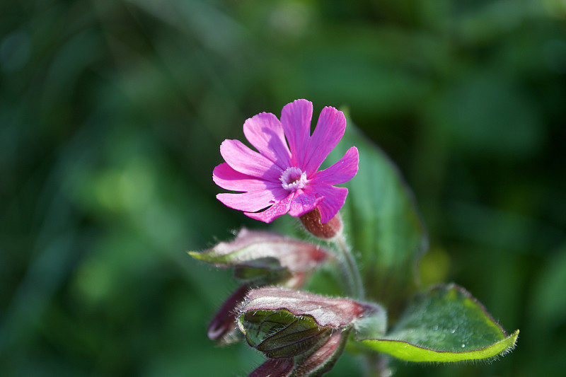 一种美丽的粉红色小秋葵花(Silene dioica)