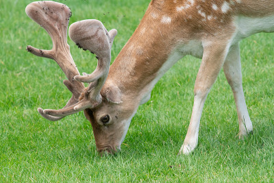 鹿Fallow dama