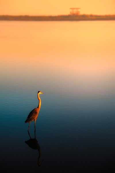夕阳下孤独的白鹭