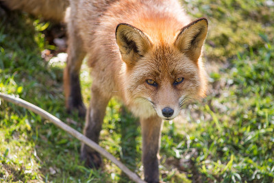 红狐狸,Vulpes