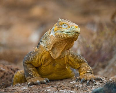 The land iguana sitting on the rocks.