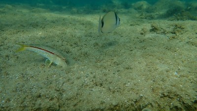 在爱琴海海底有条纹的红鲻鱼或鲻鱼(Mullus surmuletus