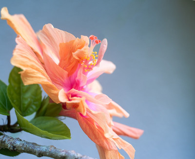 在冲绳盛开的芙蓉花