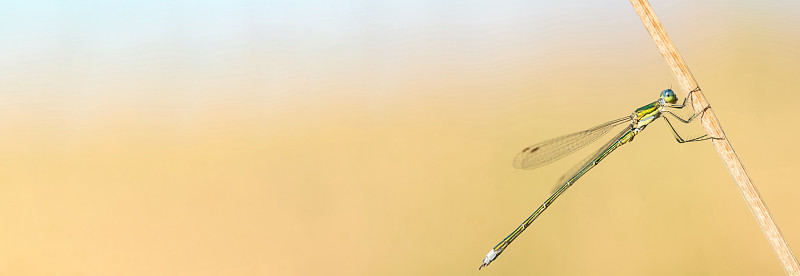 野生蜻蜓