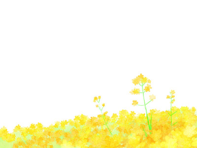 油菜开花。