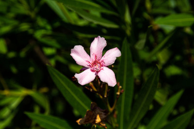 Adriana别墅公园盛开的花朵