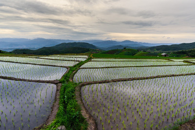水稻梯田