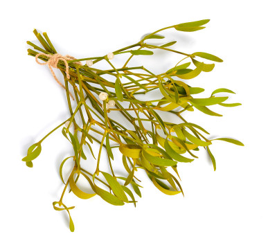 Viscum album，欧洲俗称mistletoe，俗称mistletoe或简称mistletoe