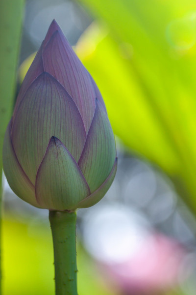 莲花