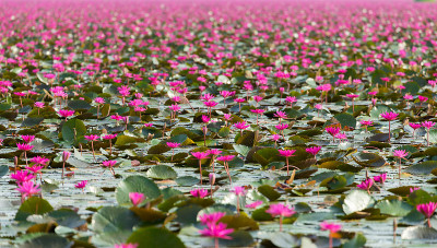 红莲花field6
