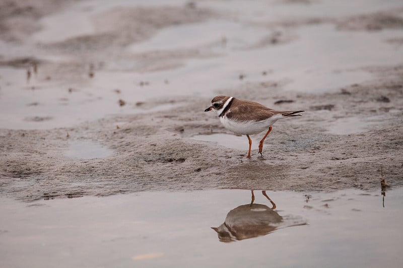 威尔逊狙击滨鸟Charadrius wilsonia