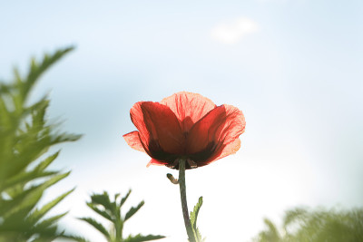 花