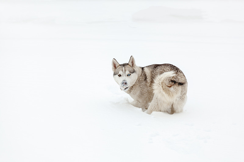 幼犬西伯利亚哈士奇品种在大雪后玩耍