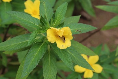 微距拍摄的黄色接骨木或喇叭藤花与叶。它的学名是Tecoma stans，俗称黄喇叭灌木，黄铃铛，姜汤