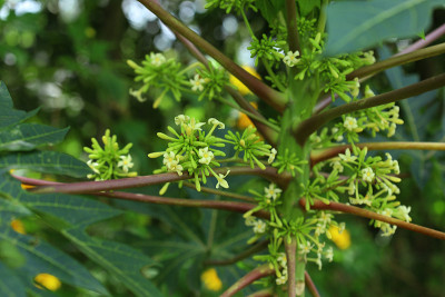 番木瓜花(木瓜)