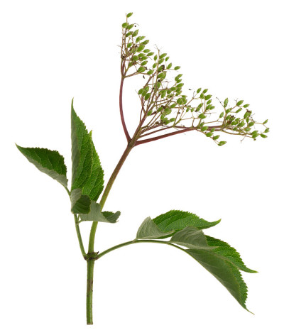 过分夸大的欧洲接骨木，Sambucus nigra孤立在白色背景