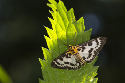 小喜鹊 (Anania hortulata)