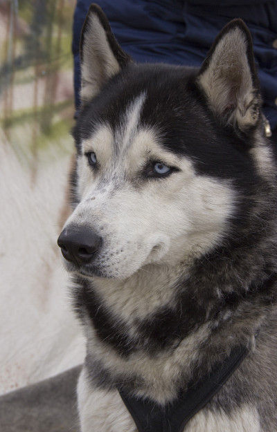 雪橇犬西伯利亚哈士奇。