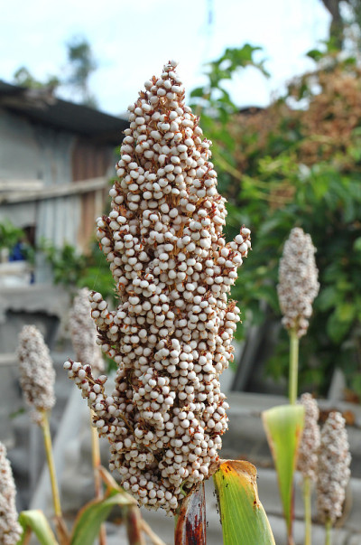 高粱——草科植物的一个属