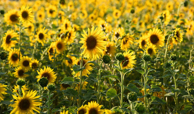 Sonnenblumenfeld
