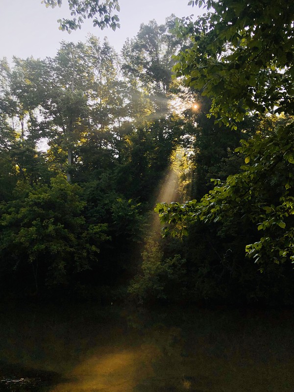 Sunlight on creek