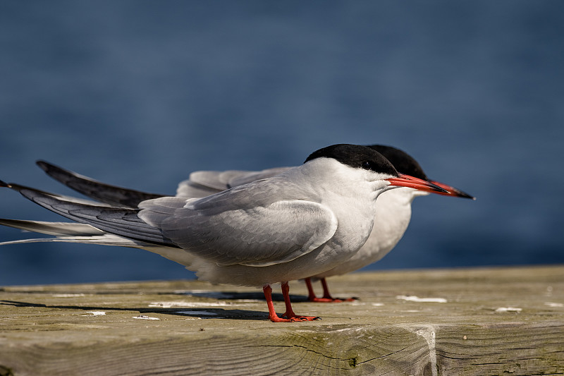 普通燕鸥(Sterna hirundo)坐在蓝色的海洋背景