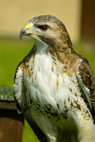 Red-Tailed-Buzzard