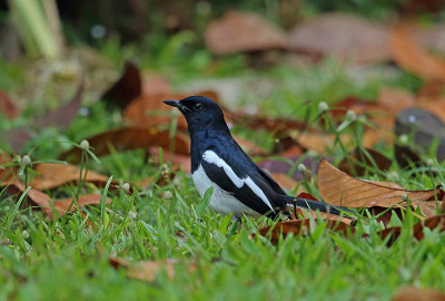 东方Magpie-robin