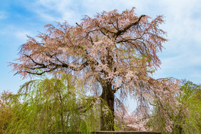 日本京都的樱花