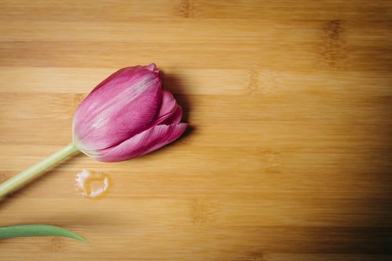 光滑的粉红色孤立的郁金香花在木板上