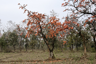 Butea monosperma花